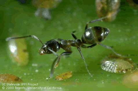 Argentine ant